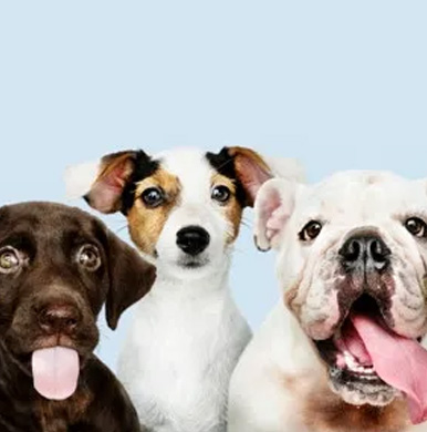 Medical Center Apartments San Antonio